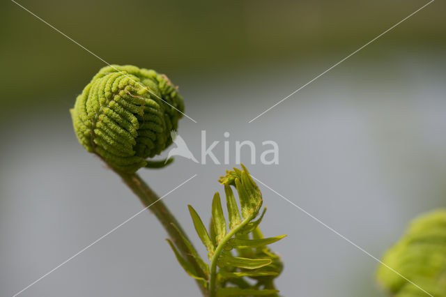 Koningsvaren (Osmunda regalis)