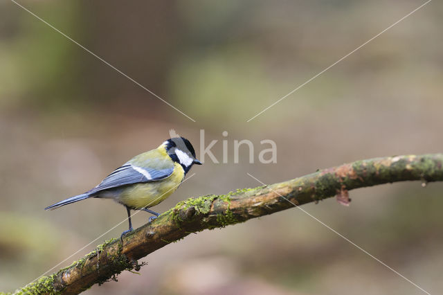 Koolmees (Parus major)