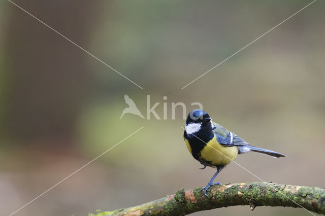 Koolmees (Parus major)