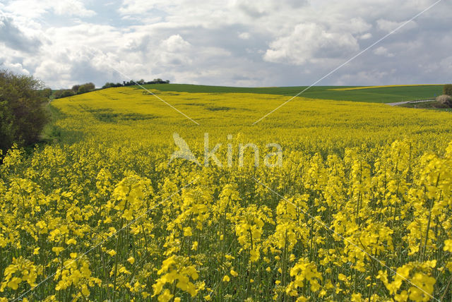 Koolzaad (Brassica napus)