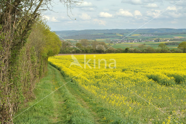 Koolzaad (Brassica napus)