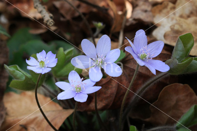 Leverbloempje (Hepatica nobilis)