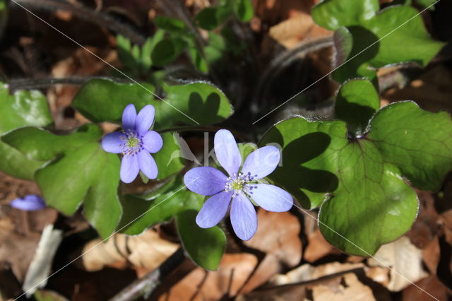 Leverbloempje (Hepatica nobilis)