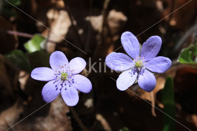 Leverbloempje (Hepatica nobilis)