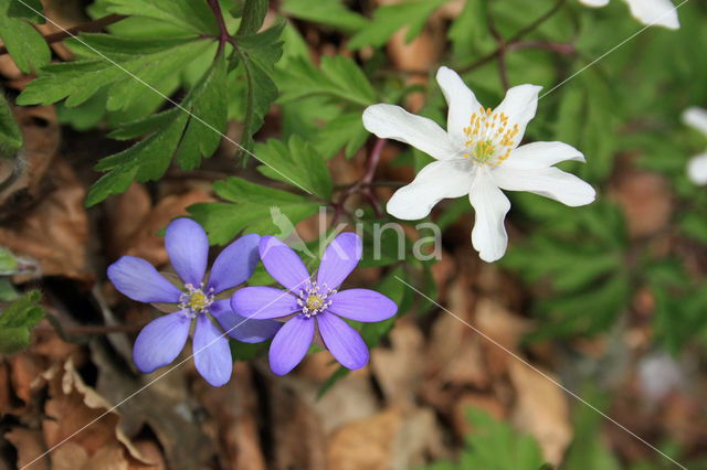 Leverbloempje (Hepatica nobilis)