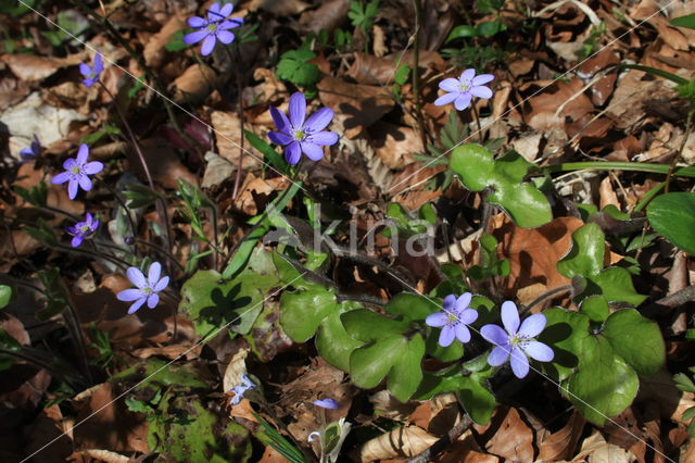 Leverbloempje (Hepatica nobilis)