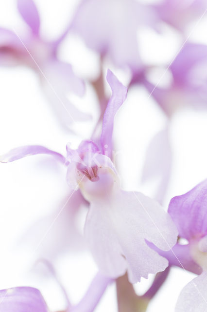 Early-purple Orchid (Orchis mascula)