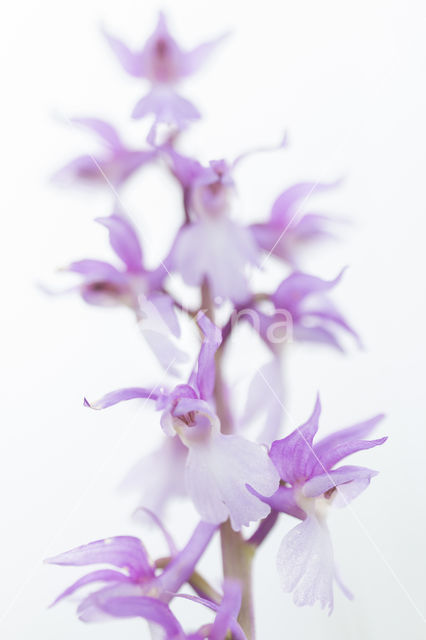 Mannetjesorchis (Orchis mascula)