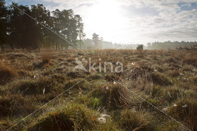 Nationaal Park Dwingelderveld