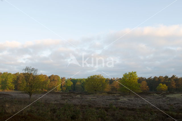 Nationaal Park Dwingelderveld