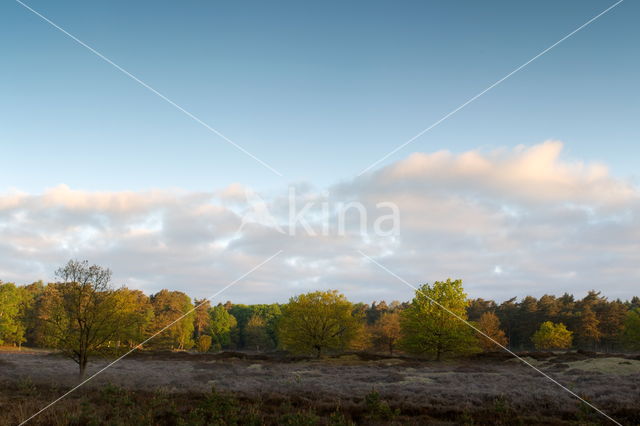 Nationaal Park Dwingelderveld