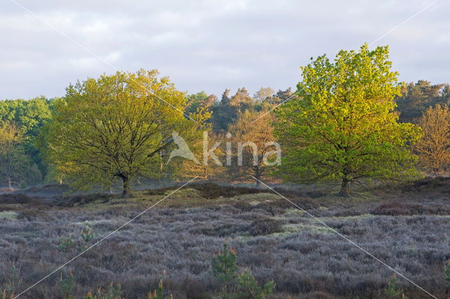 Nationaal Park Dwingelderveld