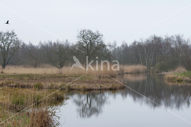 Nieuwkoopse Plassen