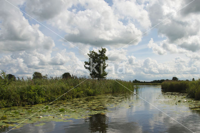 Nieuwkoopse Plassen