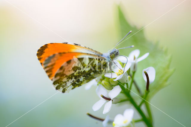 Oranjetipje (Anthocharis cardamines)