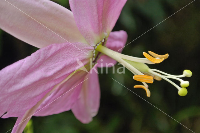 passionflower (Passiflora spec.)