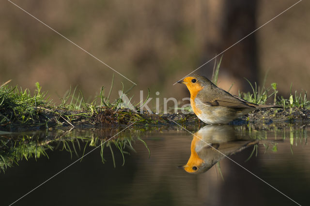 Roodborst