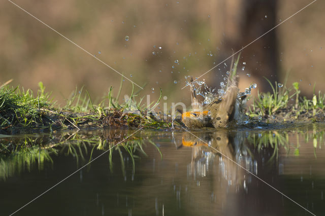 Roodborst