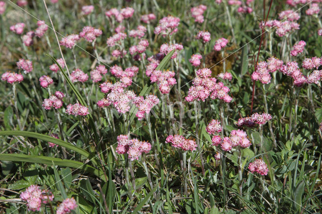 Rozenkransje (Antennaria dioica)