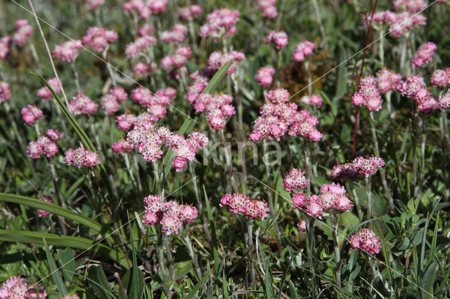 Rozenkransje (Antennaria dioica)