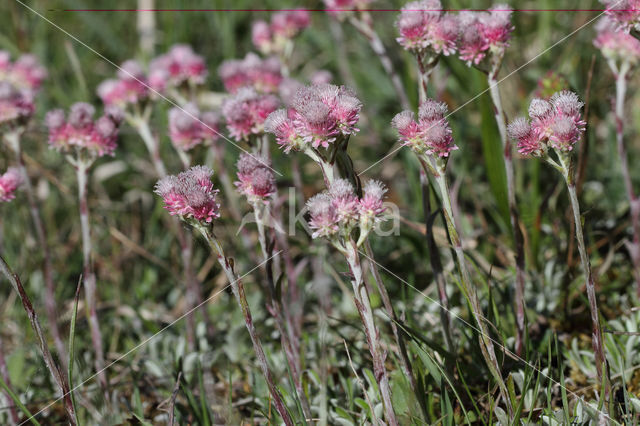 Rozenkransje (Antennaria dioica)