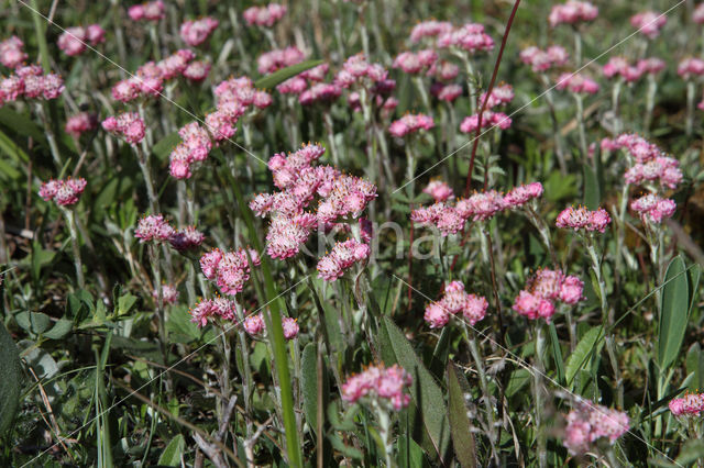 Rozenkransje (Antennaria dioica)