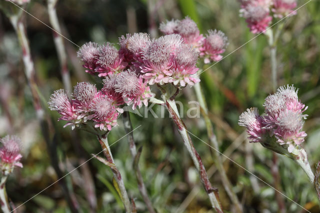 Rozenkransje (Antennaria dioica)