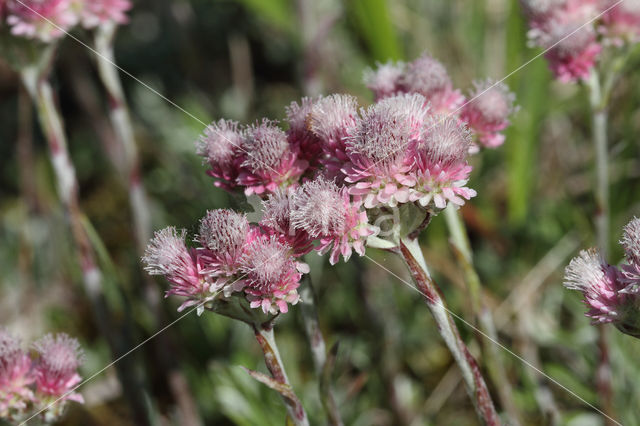 Rozenkransje (Antennaria dioica)