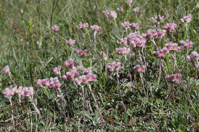 Rozenkransje (Antennaria dioica)