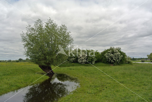 Schietwilg (Salix alba)