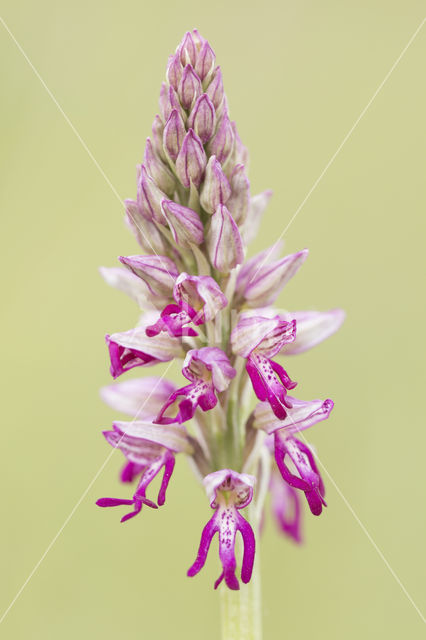 Military Orchid (Orchis militaris)