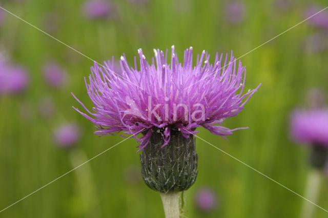 Spaanse ruiter (Cirsium dissectum)