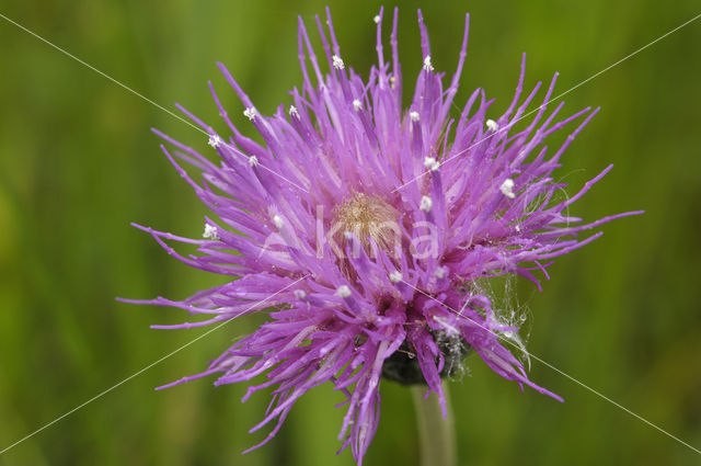 Spaanse ruiter (Cirsium dissectum)