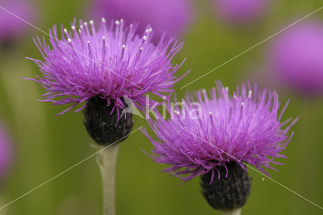 Spaanse ruiter (Cirsium dissectum)