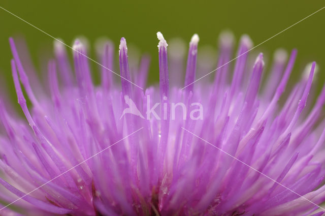 Spaanse ruiter (Cirsium dissectum)