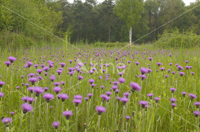 Spaanse ruiter (Cirsium dissectum)