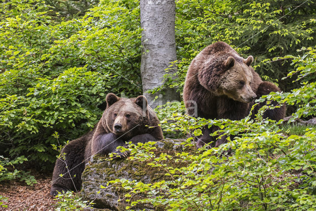 Ursus arctos arctos