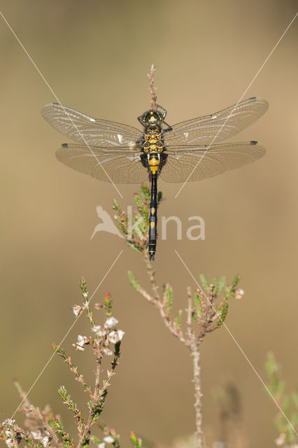 Venwitsnuitlibel (Leucorrhinia dubia)