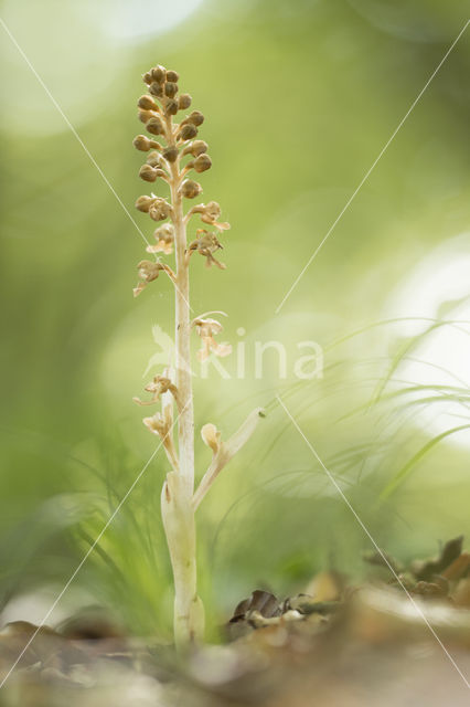 Bird's-nest Orchid (Neottia nidus-avis)