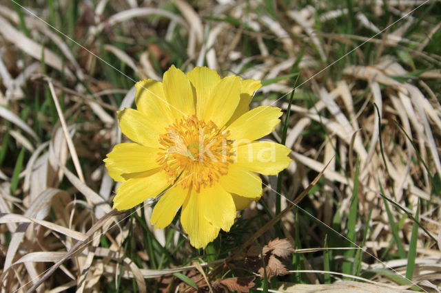 Voorjaarsadonis (Adonis vernalis)