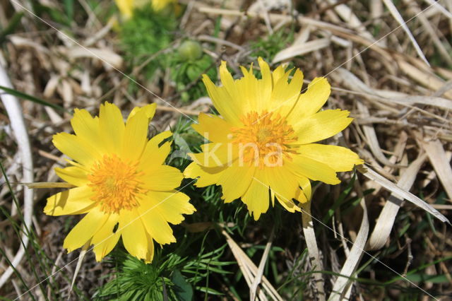 Voorjaarsadonis (Adonis vernalis)