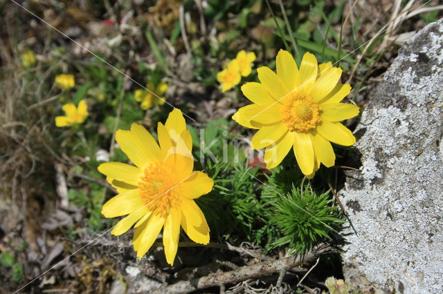 Voorjaarsadonis (Adonis vernalis)