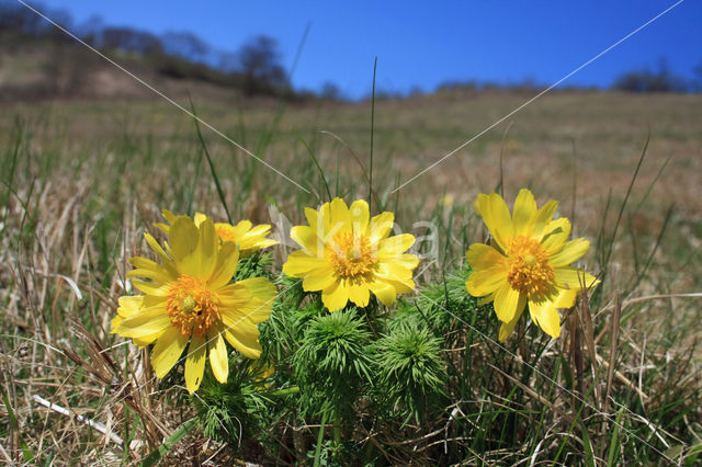 Voorjaarsadonis (Adonis vernalis)