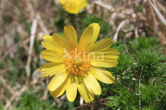 Voorjaarsadonis (Adonis vernalis)