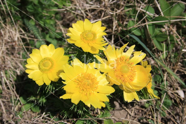 Voorjaarsadonis (Adonis vernalis)