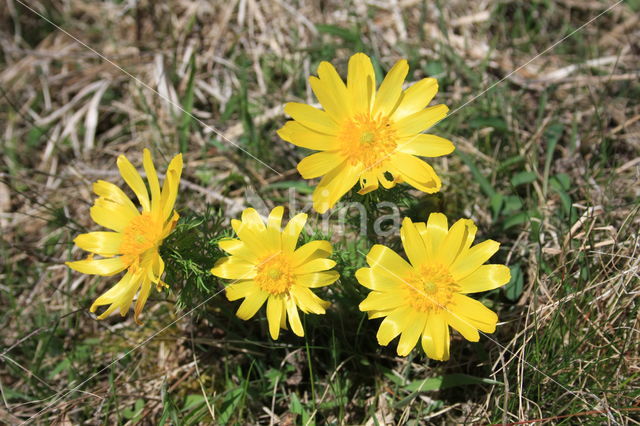 Voorjaarsadonis (Adonis vernalis)