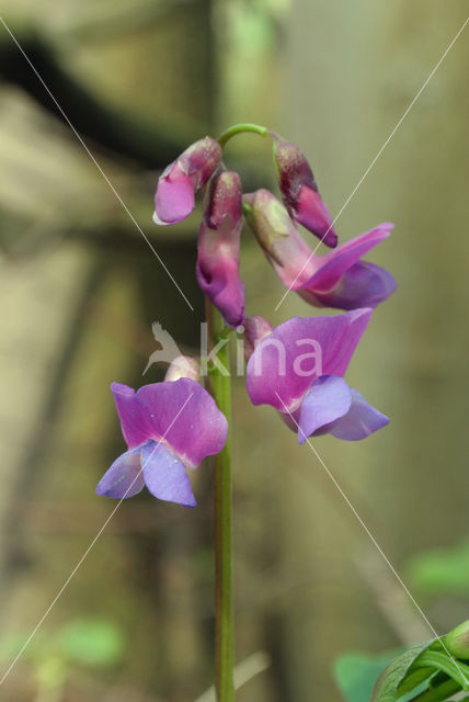 Voorjaarslathyrus (Lathyrus vernus)