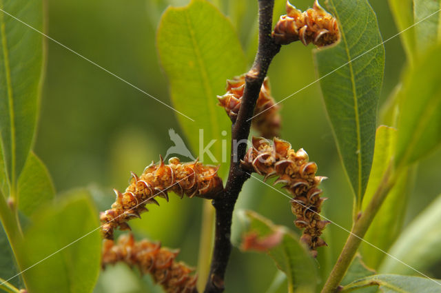 Wasgagel (Myrica caroliniensis)