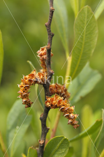 Wasgagel (Myrica caroliniensis)