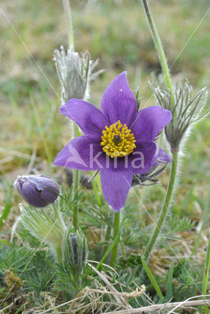 Wildemanskruid (Pulsatilla vulgaris)